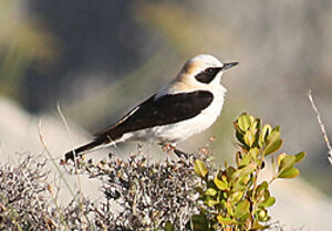 Black-eared Wheatear