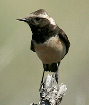 Pied Wheatear