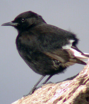 Black Wheatear