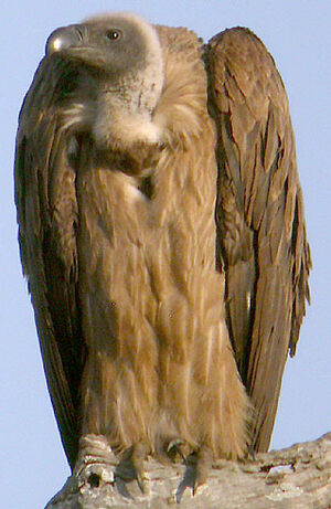 Vautour africain