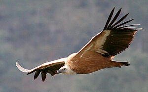 Vautour fauve