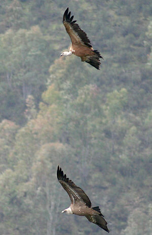 Vautour fauve