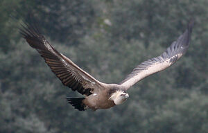 Griffon Vulture
