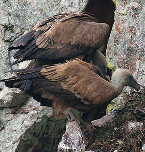 Griffon Vulture