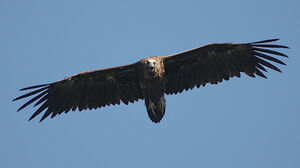 Cinereous Vulture