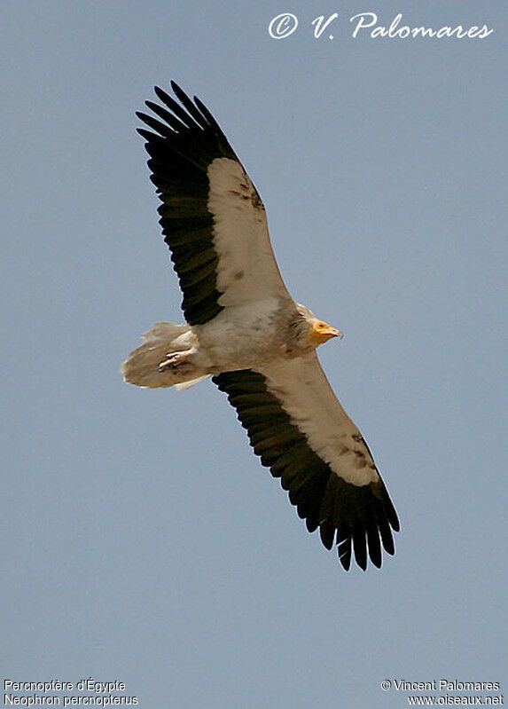 Vautour percnoptère - Neophron percnopterus