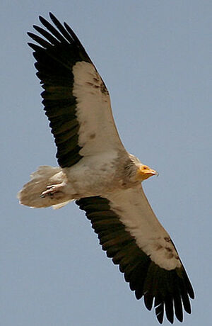 Vautour percnoptère