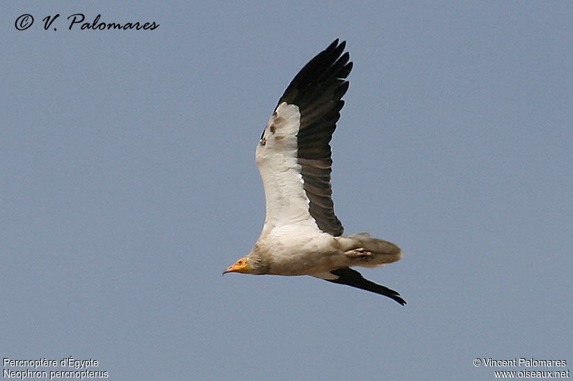 Vautour percnoptère - Neophron percnopterus