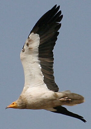 Vautour percnoptère