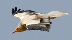 Egyptian Vulture 
&copy; Vincent Palomares