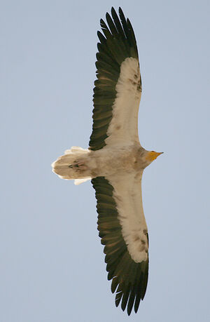 Egyptian Vulture 
&copy; Vincent Palomares