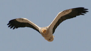 Egyptian Vulture 
&copy; Vincent Palomares