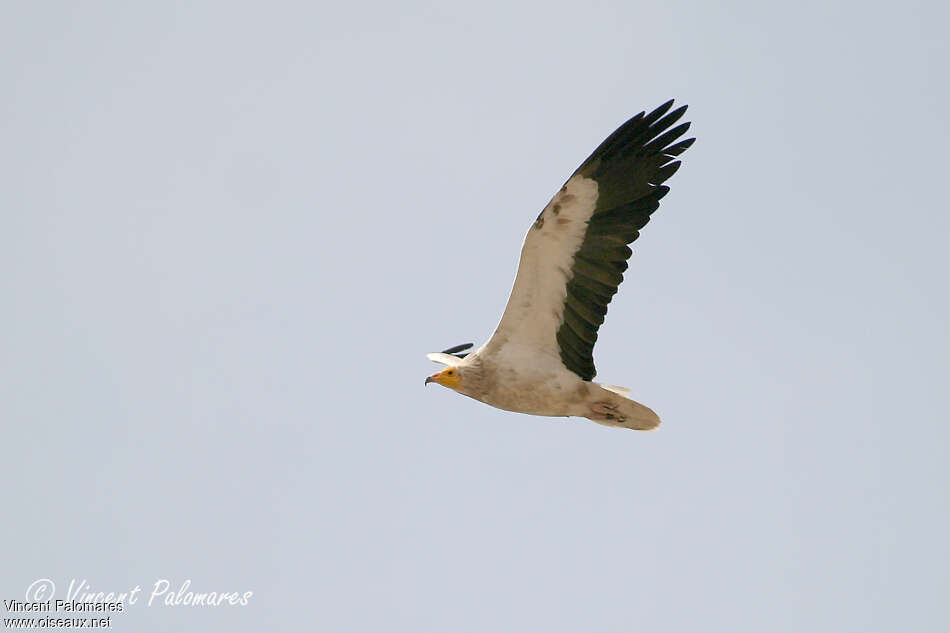 Vautour percnoptère - Neophron percnopterus