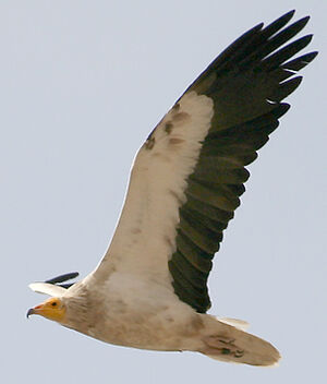 Egyptian Vulture 
&copy; Vincent Palomares