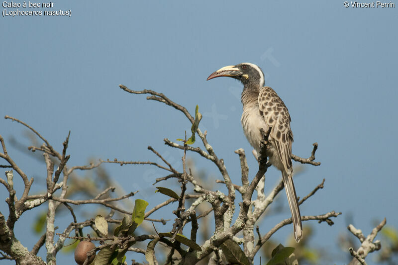 African Grey Hornbill female