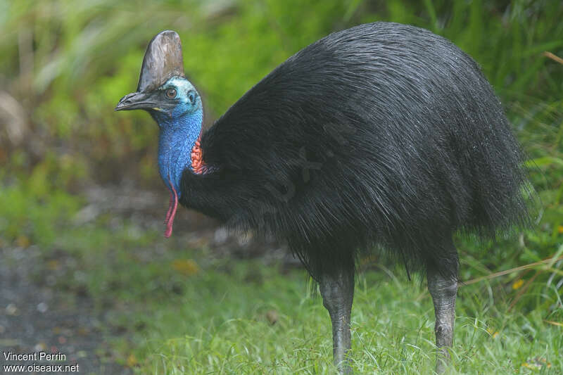 Southern Cassowary male adult, identification