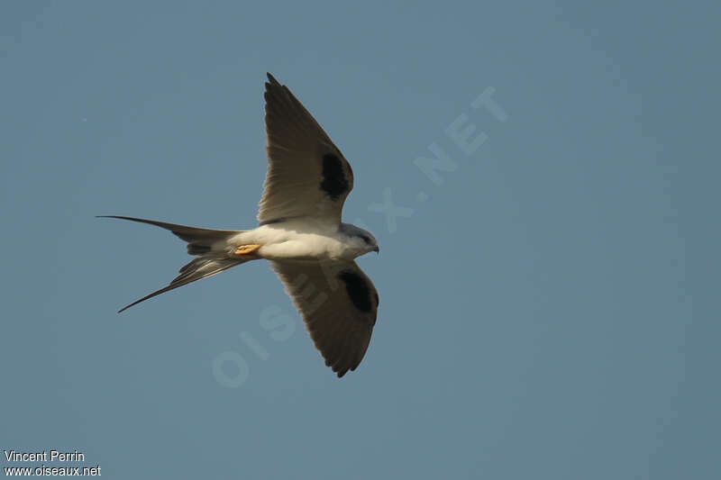 Scissor-tailed Kiteadult, Flight