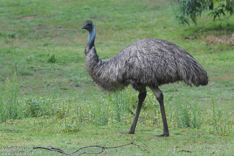 Emu male adult, identification