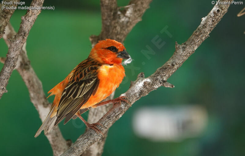 Red Fody male adult, Reproduction-nesting