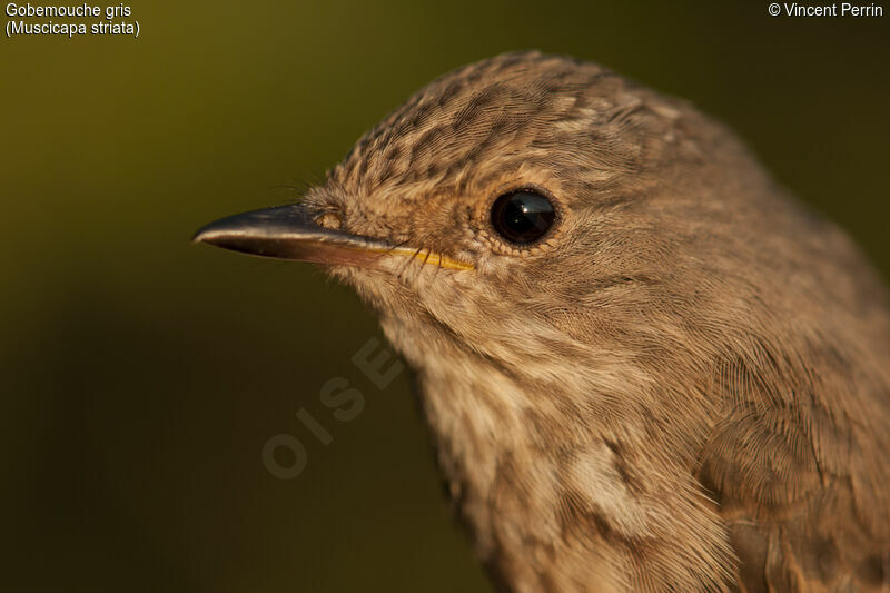 Spotted Flycatcher, close-up portrait