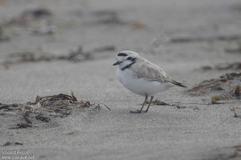 Snowy Plover male adult, identification