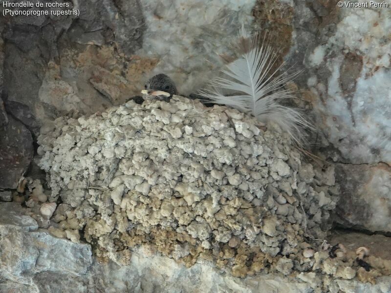 Eurasian Crag MartinPoussin, habitat, Reproduction-nesting