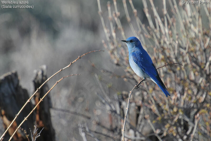 Mountain Bluebird male adult