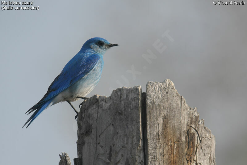 Mountain Bluebird male adult