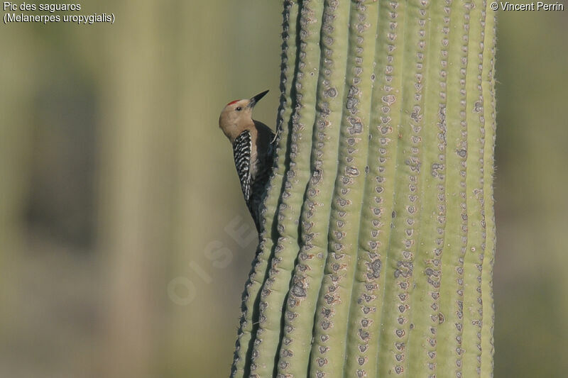 Pic des saguaros mâle adulte