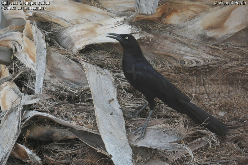 Great-tailed Grackle male adult