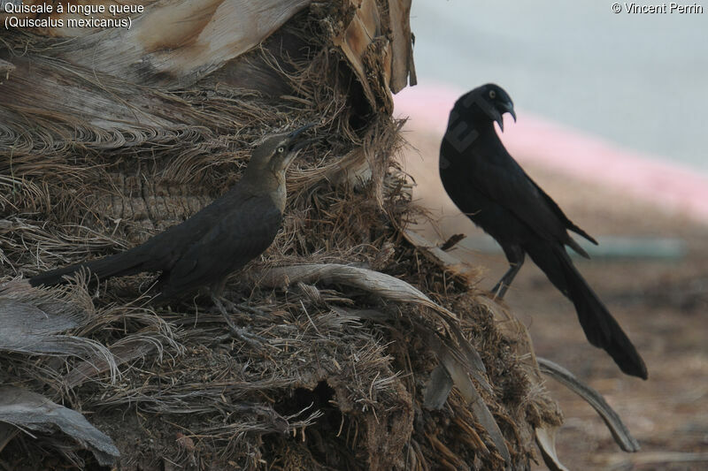 Great-tailed Grackleadult breeding