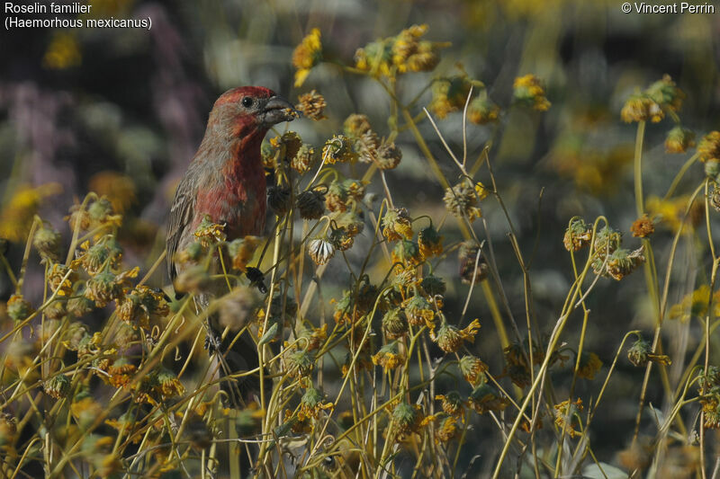 House Finch male adult