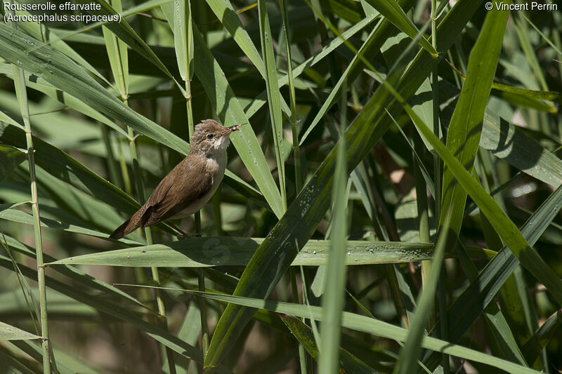 Common Reed Warbleradult, Reproduction-nesting