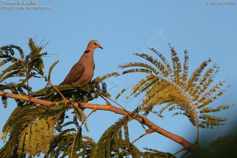 Red-eyed Dove, identification