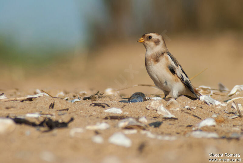 Snow Bunting male First year