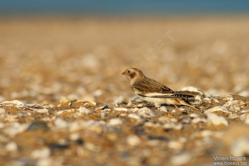 Snow Bunting male First year