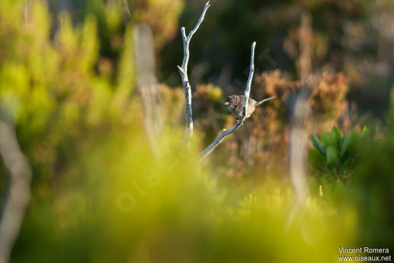 Marmora's Warbler male