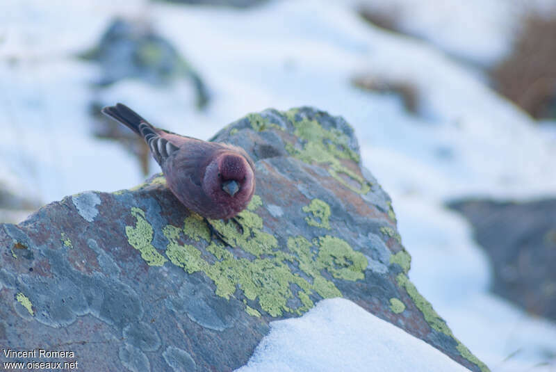 Great Rosefinch male adult, identification
