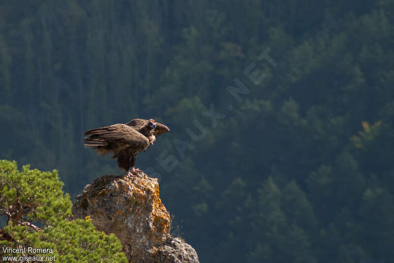 Cinereous Vultureadult, habitat, Behaviour