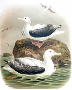 Albatros hurleur