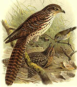 Pacific Long-tailed Cuckoo