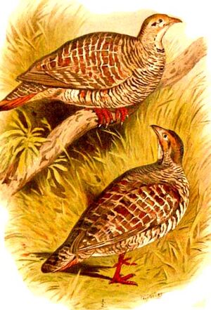 Francolin gris