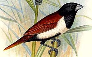 Tricolored Munia