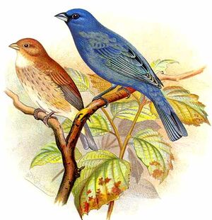 Passerin indigo