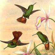 Green-bellied Hummingbird