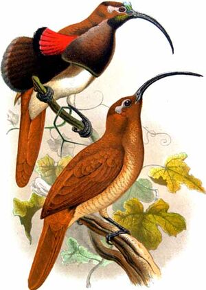 Paradisier d'Albertis