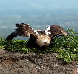 Eastern Imperial Eagle 
&copy; Xavier Libert