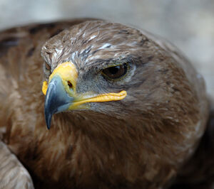Aigle ravisseur