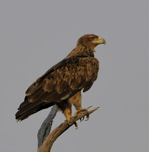 Aigle ravisseur