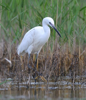 Aigrette garzette
